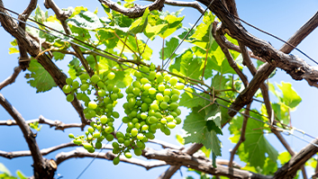 果樹(shù)固定線